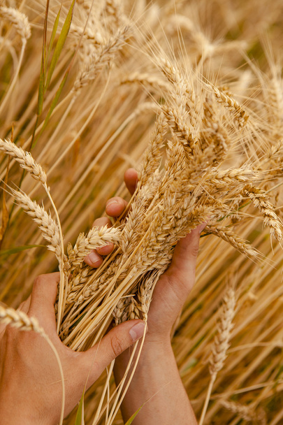Wheat ears in the hands - Foto, Imagen