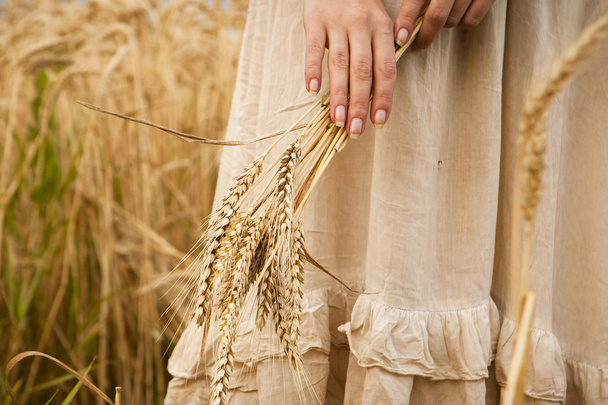 Las espigas maduras el trigo en las manos femeninas
 - Foto, imagen
