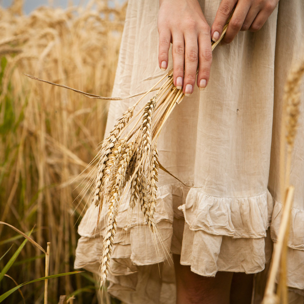 reife Ähren Weizen in Frauenhänden - Foto, Bild