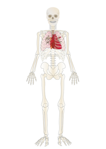 Vector the Skeleton of the person with an internal - Vektör, Görsel