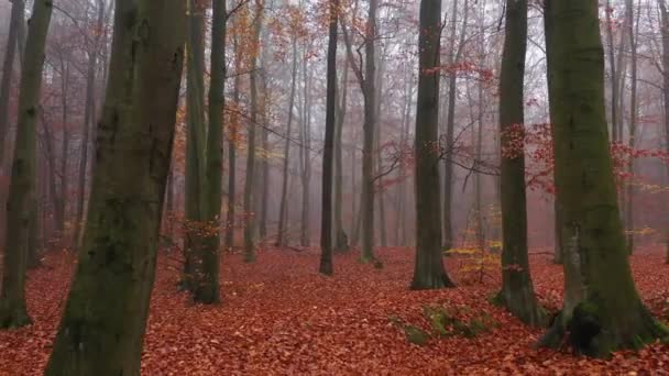 Gelber Herbstwald LuftbildP - Filmmaterial, Video