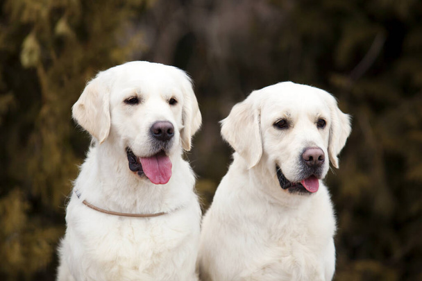 Labrador cuccioli ritratto al parco - Foto, immagini