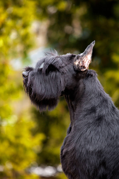 Black Giant Schnauzer dog - Fotó, kép