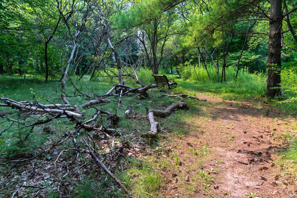 放棄された大きな木の枝を持つ放棄された公園の角 - 写真・画像