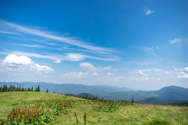 Beautiful summer landscape, mountain meadow among the Carpathian mountains - Fotoğraf, Görsel