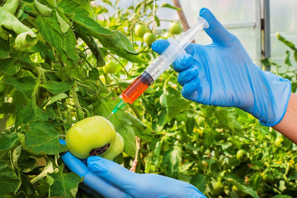 Female scientist in blue medical gloves holds syringe with a red chemical fertilizer. Crop treatment with toxin from insect pests. GMO food injection. Experiments accelerating growth of vegetables. - Photo, Image