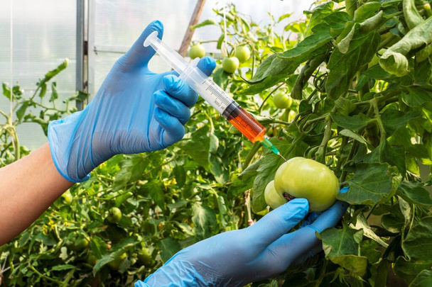 青い医療用手袋の女性科学者は赤い化学肥料で注射器を保持しています。害虫による毒素での作物処理。GMO食品注射。野菜の成長を加速する実験. - 写真・画像