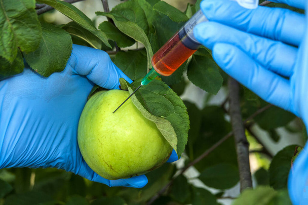 Female scientist in blue medical gloves holds syringe with a red chemical fertilizer. Crop treatment with toxin from insect pests. GMO food injection. Experiments accelerating growth of vegetables. - Photo, Image