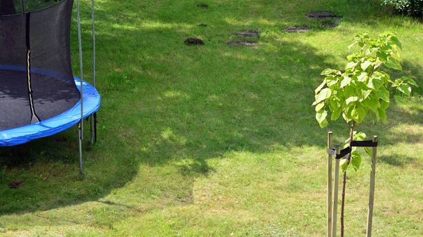 Jonge boomstronk ondersteund door de houten latten en vastgebonden door tape string in de tuin. - Foto, afbeelding
