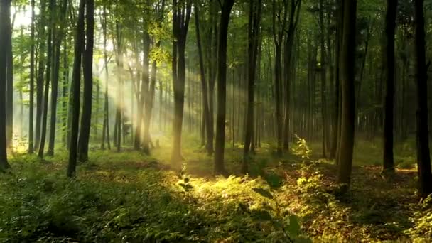 Bella luce del sole nella foresta verde  - Filmati, video