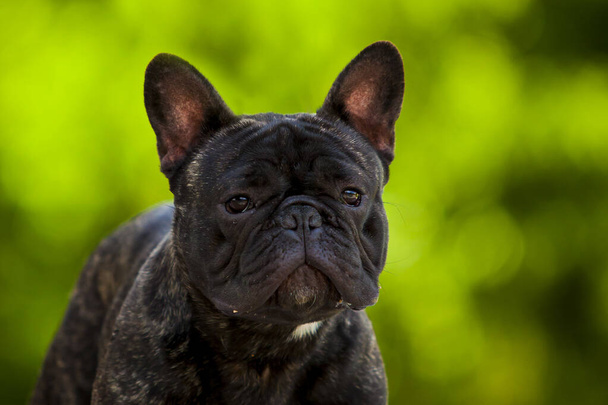 Cute French Bulldog puppy outdoor - Zdjęcie, obraz