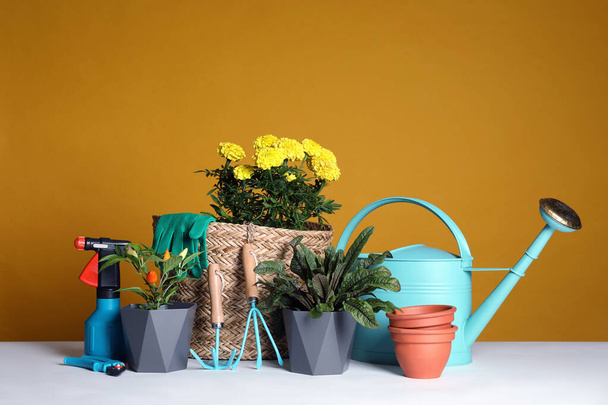 Садовые инструменты и комнатные растения на белом столе - Фото, изображение