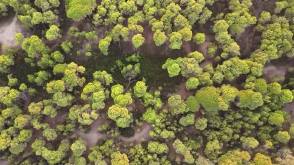 красивые кадры воздушных лесов, африканские деревья - Кадры, видео