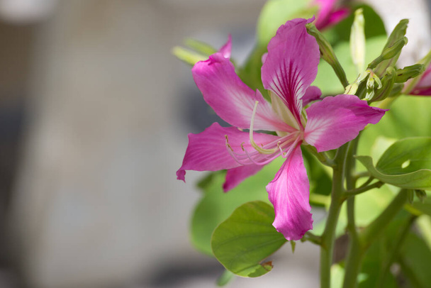 Pink Bauhinia ,Chongkho with green leaf background - Photo, Image