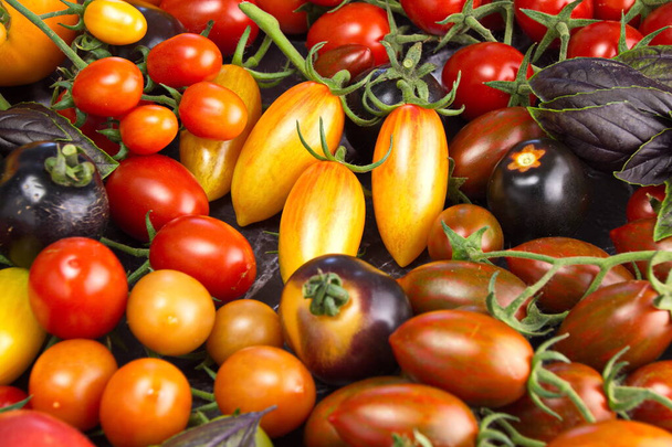 異なる色の新鮮なトマトを磨くクローズアップ農場からの収穫 - 写真・画像