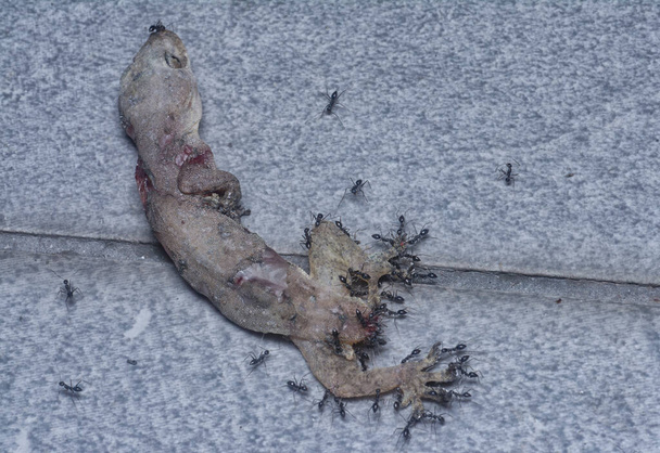 крошечные черные тротуарные муравьи питаются мертвой ящерицей - Фото, изображение