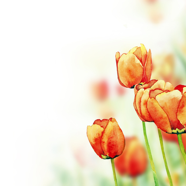 Tulipanes flor acuarela fondo
 - Foto, Imagen