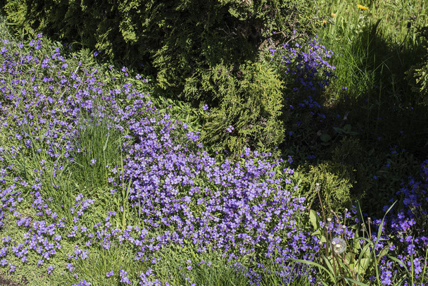 niebieska kwitnąca aubrieta przykrywająca ziemię obok żywopłotu thuja - Zdjęcie, obraz