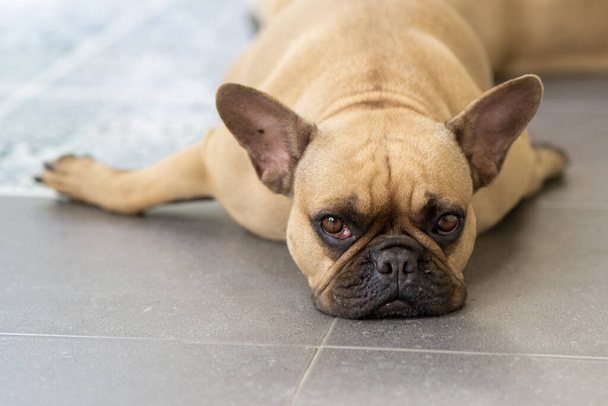 Söpö pieni ranskalainen bulldog makaa lattialla kotona - Valokuva, kuva