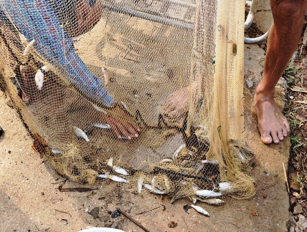 Many freshwater fishes caught with local  tool , Fisherman hands take fish off fishing net , Thailand  - Photo, Image