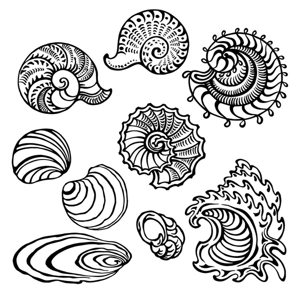 conchas marinas - Vector, imagen