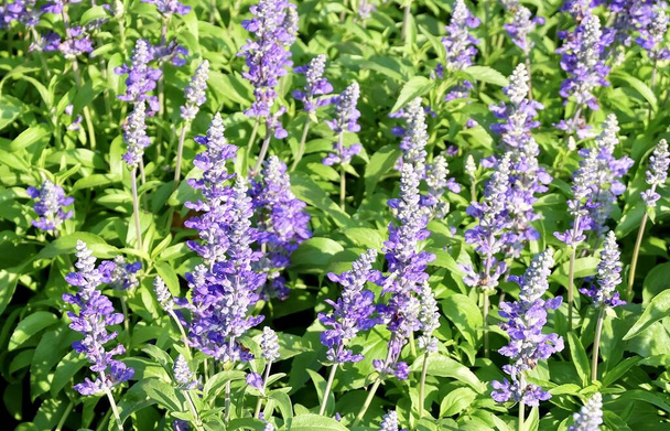 Beautiful Flower, Purple Sage Flowers or Salvia Flowers with Green Leaves in The Garden. - Photo, Image