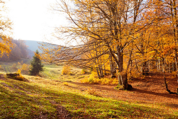 Warm autumn scenery in the fall forest - Фото, зображення
