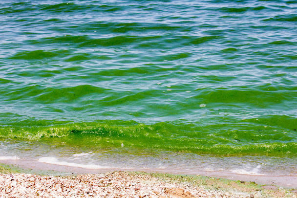 Isı ve alglerin açması nedeniyle nehirde yeşil su var. - Fotoğraf, Görsel