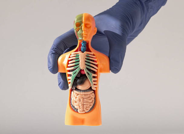 Hand holding 3d human model with inner organ system. Anatomy system - Valokuva, kuva