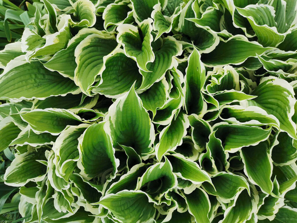 Large green hosta leaves with a white border, top view, in the Botanical garden of St. Petersburg. - Photo, Image