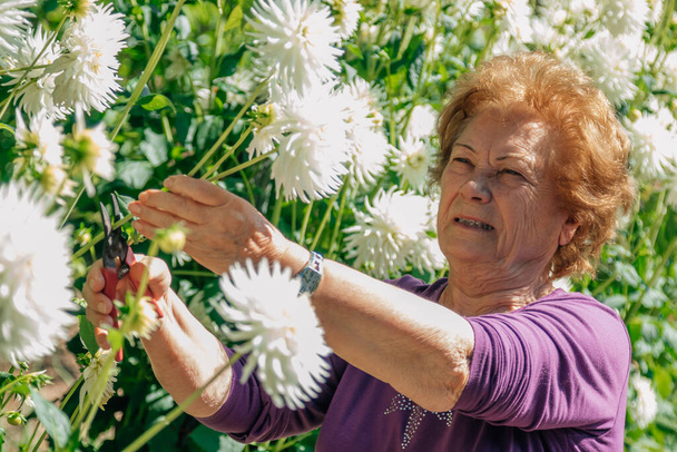 Seniorin schneidet Blumen im Garten - Foto, Bild