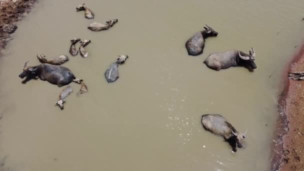 4K en movimiento Grupo de masas de búfalos de agua en los humedales. Los búfalos se relajan en el barro durante el verano - Metraje, vídeo