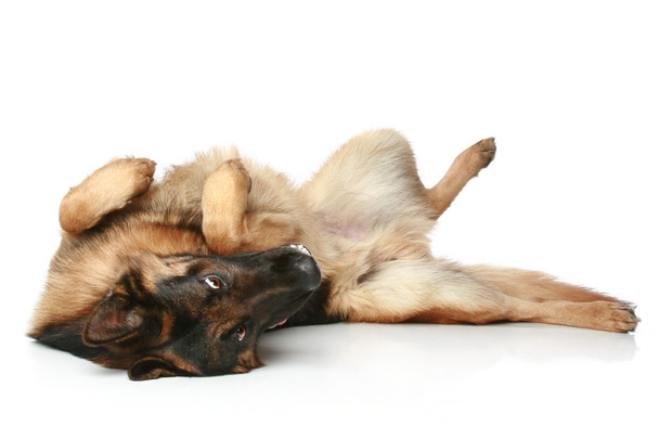German Shepherd dog lying on his back and rests. - Valokuva, kuva