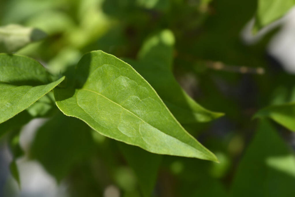Korean abeleaf - Latin name - Abeliophyllum distichum - Valokuva, kuva