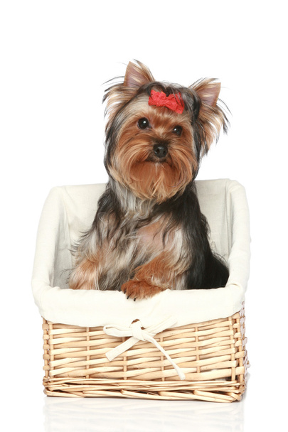 Yorkshire Terrier in wattled basket - 写真・画像