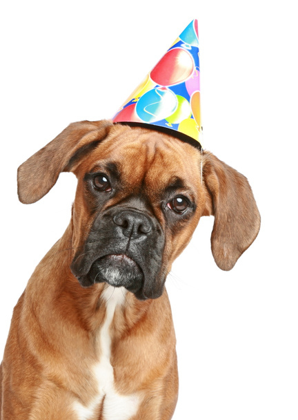 Close-up portrait of a boxer puppy in party cone on white background - Photo, Image