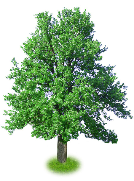 Single big tree isolated on white - Zdjęcie, obraz