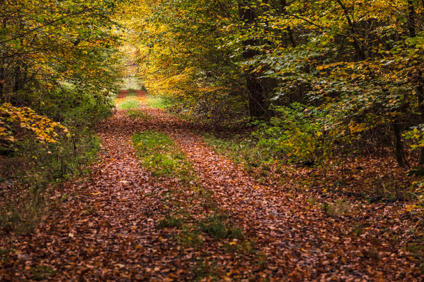 Many leaves lie on an autumn forest path in October in Germany - Foto, afbeelding