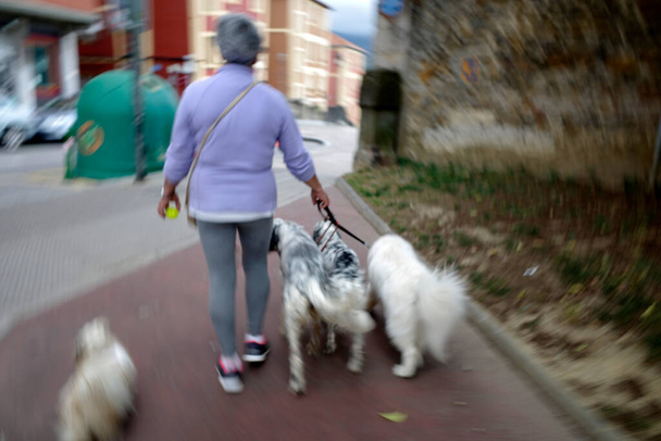 Woman walking with her dogs - Zdjęcie, obraz