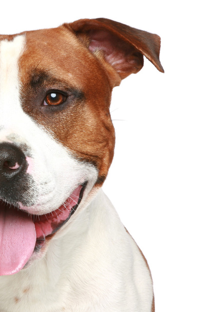 Staffordshire terrier. Half of muzzle portrait - Foto, afbeelding