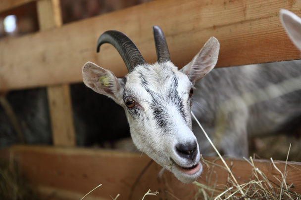 Chèvres mangeant du foin à la ferme
 - Photo, image