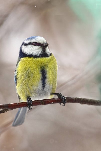 A bird tit of bright colors sits on a tree branch. Spring or autumn. - Foto, afbeelding