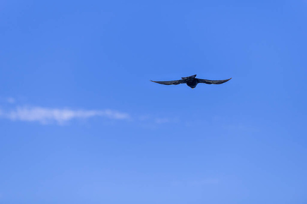 Egy alpesi chough, Pyrrhocorax graculus vagy chova piquigualda, egy fekete madár a varjú család repül Spanyolországban hegyek nyáron - Fotó, kép