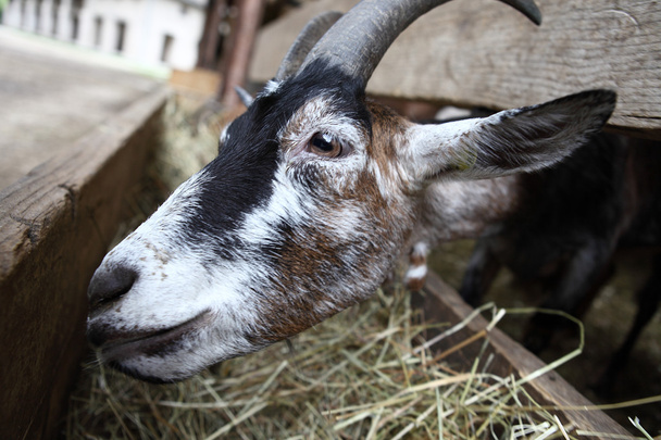 Goats eating hay on the farm - Photo, Image