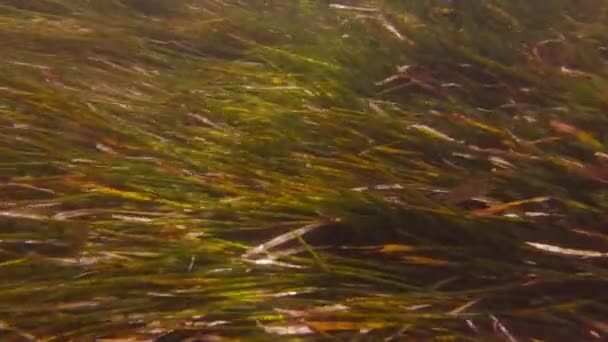 Риба на дні моря
 - Кадри, відео