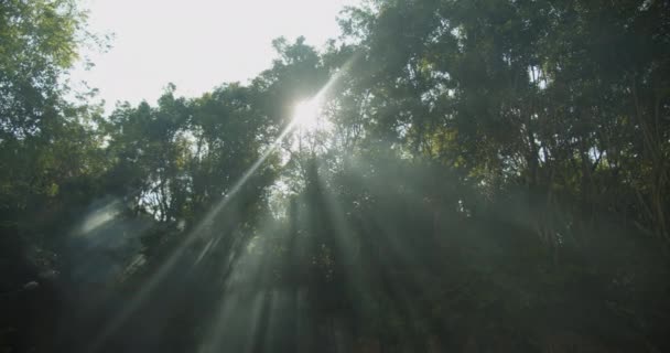 Mattina in natura. Vista a basso angolo del sole che splende attraverso gli alberi maturi. Raggi di sole visibili sulla foschia. Bali, Indonesia - Filmati, video