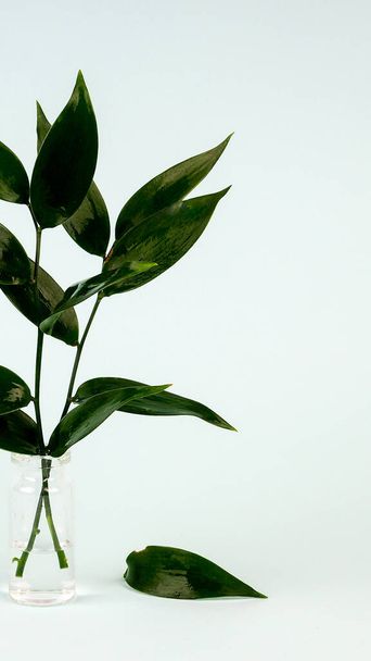 świeże zielone liście w wazonie na niebieskim tle, zdjęcie lakoniczne z kopią przestrzeni, ekologia, ochrona przyrody. - Zdjęcie, obraz
