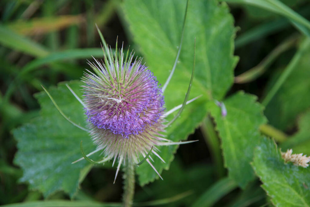 Flower heads of the wild teasel along side of the road in the Netherlands - Photo, Image