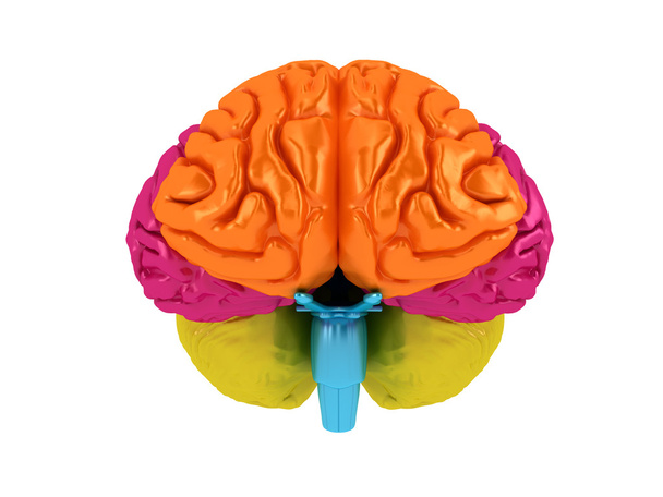 lobes du cerveau en différentes couleurs. Isolé sur blanc
 - Photo, image