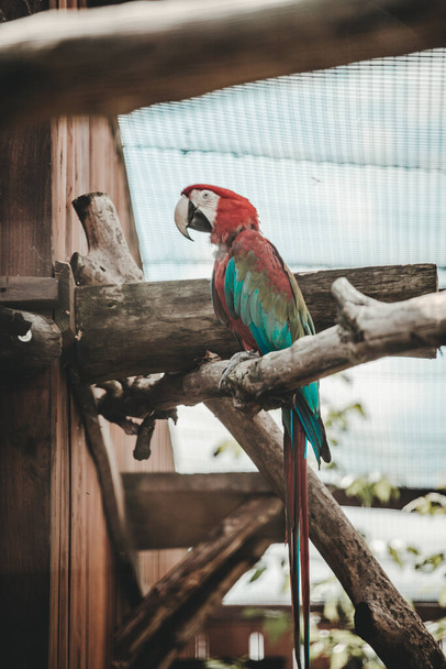 Guacamayo rojo (Ara macao) loro en el zoológico - Foto, imagen